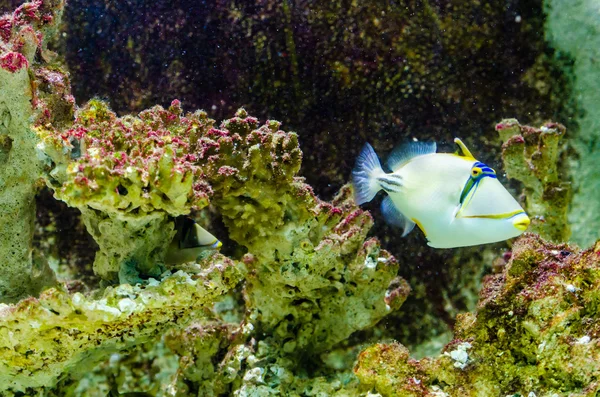 Fisk som lever i Röda havet — Stockfoto