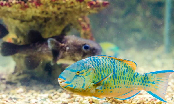 赤い海に住んでいる魚 — ストック写真