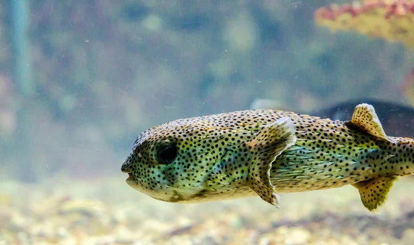 Fische, die im Roten Meer leben — Stockfoto