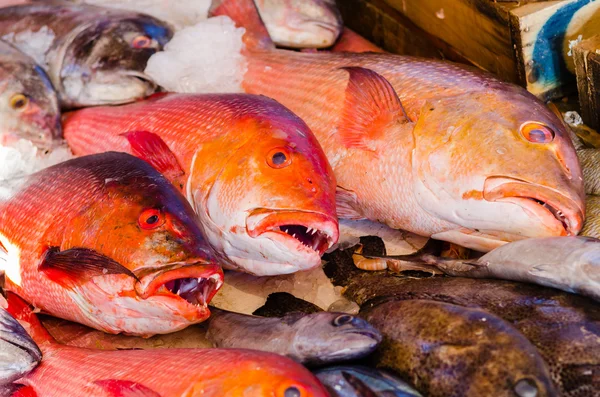 Frischer Fisch auf dem Fischmarkt in Hurghada. Ägypten — Stockfoto