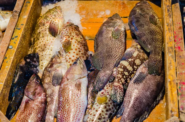 Pescado fresco en el mercado de pescado en Hurghada. Egipto —  Fotos de Stock