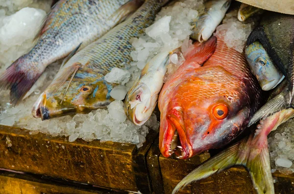Peixes frescos no mercado de peixe em Hurghada. Egipto — Fotografia de Stock