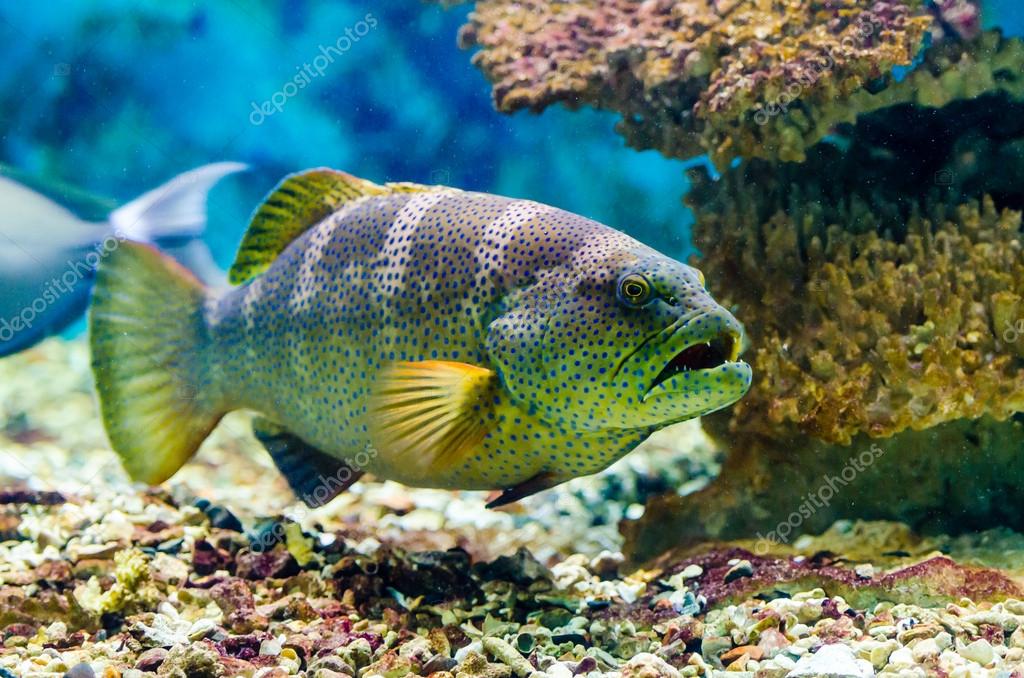 Fish that live in the Red Sea — Stock Photo © Lihana111 62454363