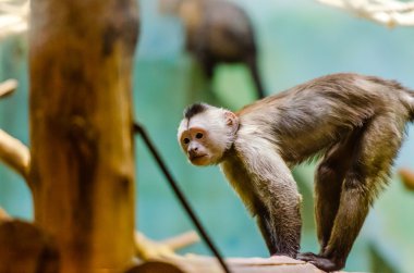 Weeper capuchin hayvanat bahçesinde