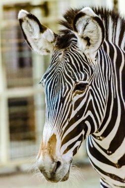 Zebra hayvanat bahçesinde