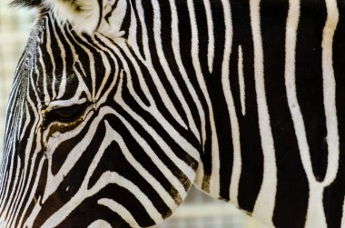 Zebra hayvanat bahçesinde