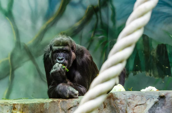 Gorilla in einem Baum — Stockfoto