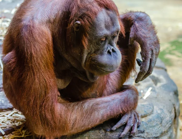 Orangutan at the zoo — Stock Photo, Image