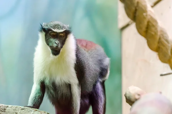 Diana monkey at the zoo — Stock Photo, Image