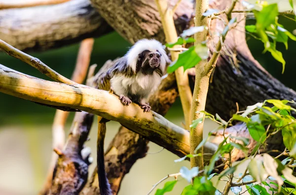 Baumwoll-Tamarin im Zoo — Stockfoto