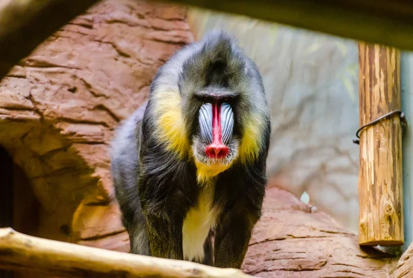 動物園のマンドリル — ストック写真