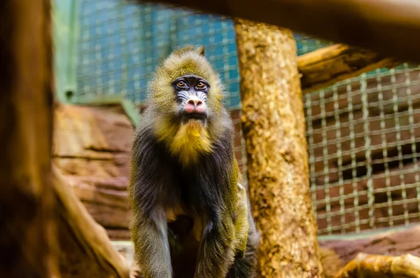 Mandrill in zoo — Stock Photo, Image