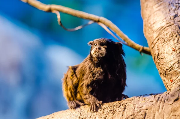 Tamarin mantelé brun dans le zoo de Moscou — Photo