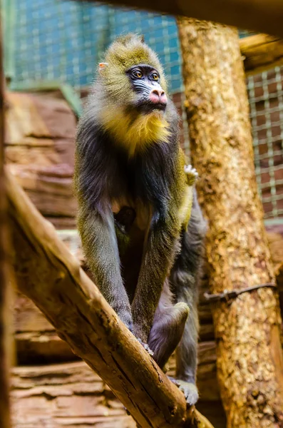 Mandrill in zoo — Stock Photo, Image