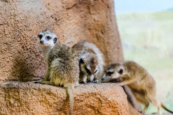 Stokstaartjes in de dierentuin — Stockfoto