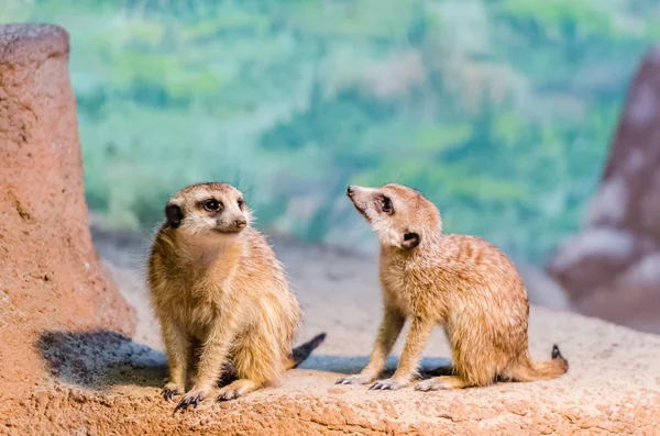 Meerkats at the zoo — Stock Photo, Image