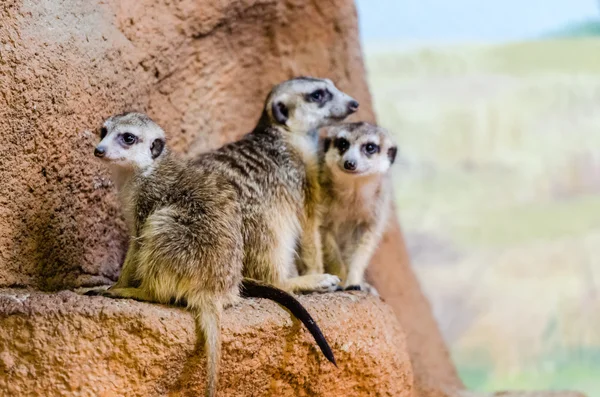Meerkats at the zoo — Stock Photo, Image