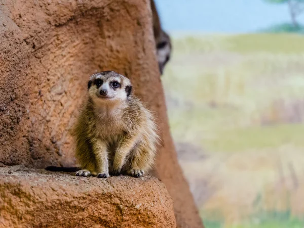 Meerkats at the zoo — Stock Photo, Image