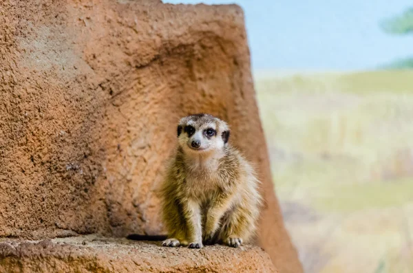 Meerkats at the zoo — Stock Photo, Image