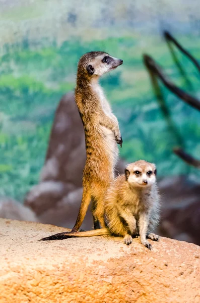 Meerkats at the zoo — Stock Photo, Image