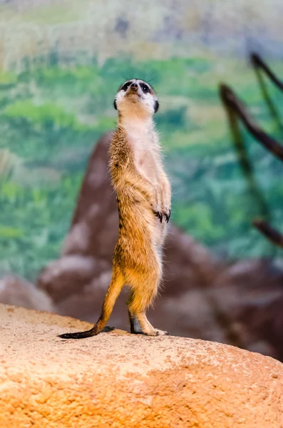 Meerkats at the zoo — Stock Photo, Image