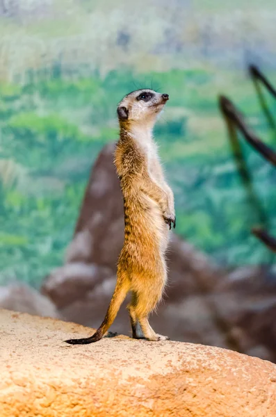 Meerkats at the zoo — Stock Photo, Image