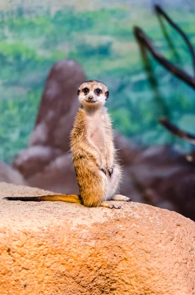 Meerkats at the zoo — Stock Photo, Image