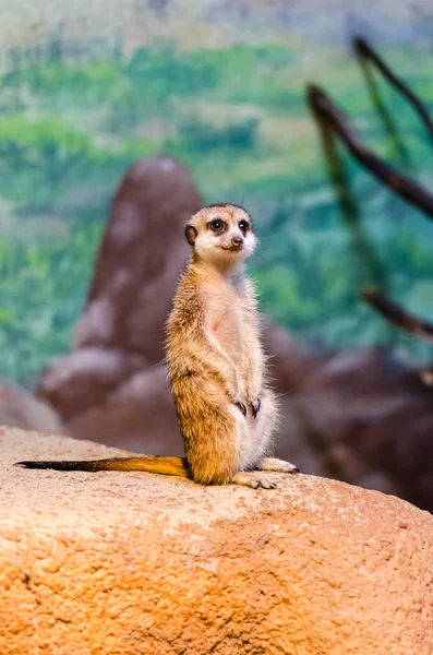 Meerkats at the zoo — Stock Photo, Image