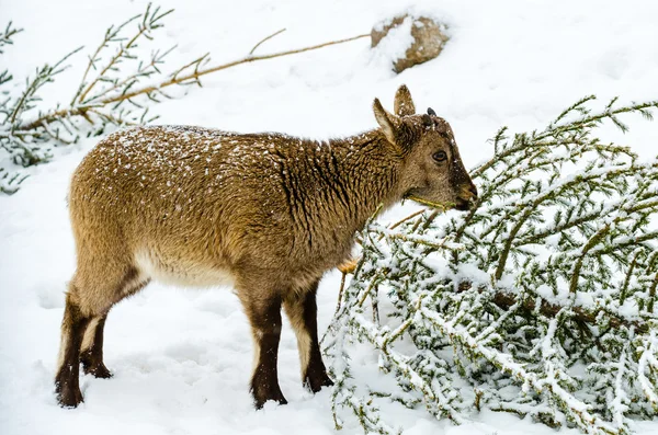 Markhor at the zoo — Stock Photo, Image