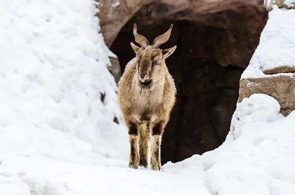 Markhor eläintarhassa. — kuvapankkivalokuva