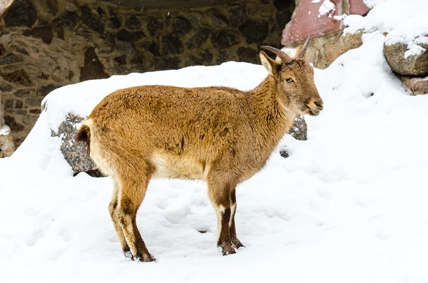 Markhor at the zoo — Stock Photo, Image