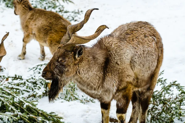 Markhor at the zoo — Stock Photo, Image