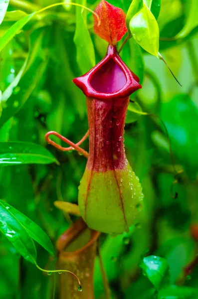 Cerca de un Nepenthes una planta carnívora —  Fotos de Stock