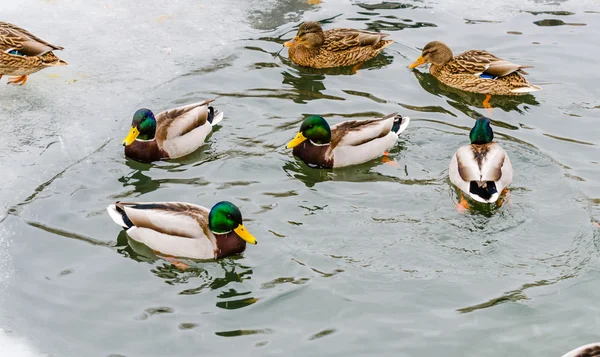 Ducks winter in the Moscow zoo — Stock Photo, Image