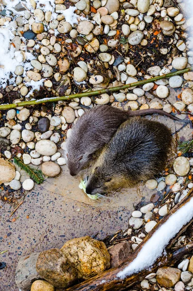 A muskrat (Ondatra zibethicus) in the Moscow zoo — Stock Photo, Image