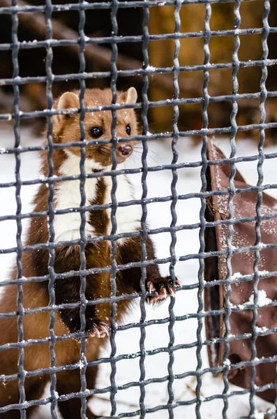 Stone marten in the Moscow zoo — Stock Photo, Image