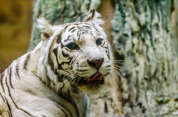 Bengálsko bílý tygr v zoo Moskva — Stock fotografie