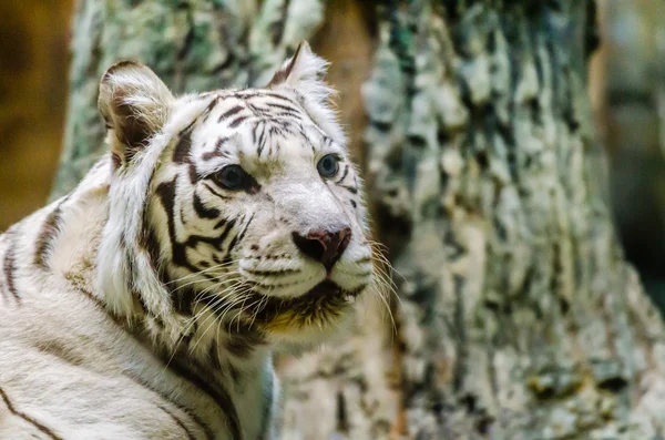 Bengaalse witte tijger in de dierentuin van Moskou — Stockfoto