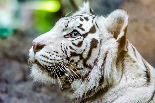 Bengaalse witte tijger in de dierentuin van Moskou — Stockfoto
