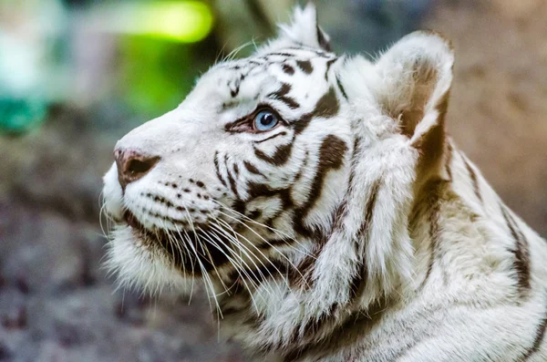 Moskova hayvanat bahçesi beyaz Bengal kaplanı — Stok fotoğraf