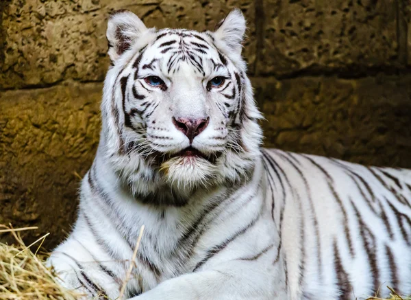Tigre blanco de Bengala en el zoológico de Moscú — Foto de Stock