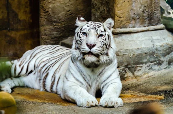 Τίγρη της Βεγγάλης λευκό στο ζωολογικό κήπο Μόσχας — Φωτογραφία Αρχείου