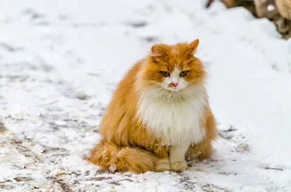 Cat sitting in the snow — Stock Photo, Image