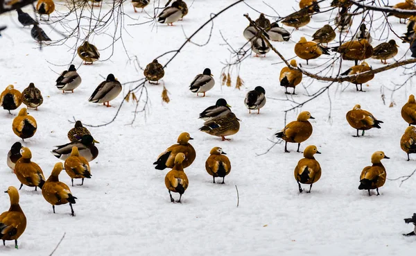 Patos invierno en el zoológico de Moscú Imagen De Stock