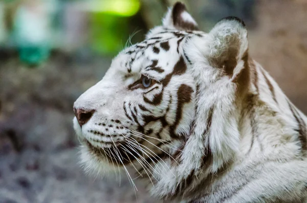 Bengal white tiger in the Moscow zoo Stock Picture