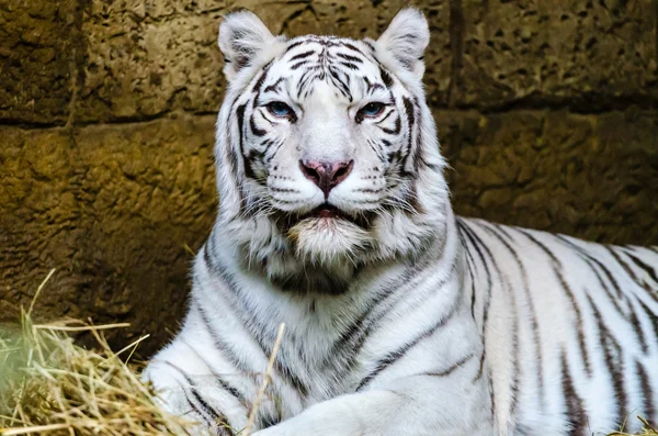 Tigre blanco de Bengala en el zoológico de Moscú Imágenes De Stock Sin Royalties Gratis