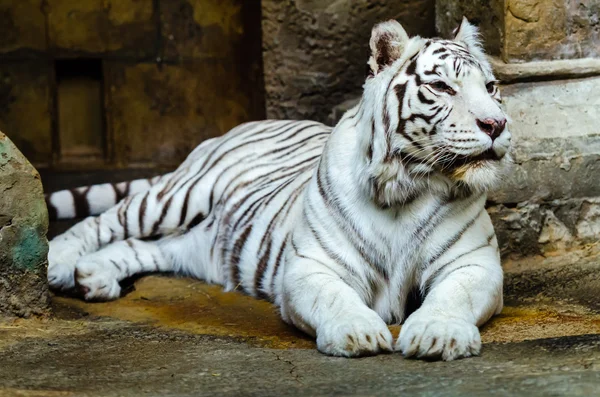 Tigre blanco de Bengala en el zoológico de Moscú Imagen De Stock