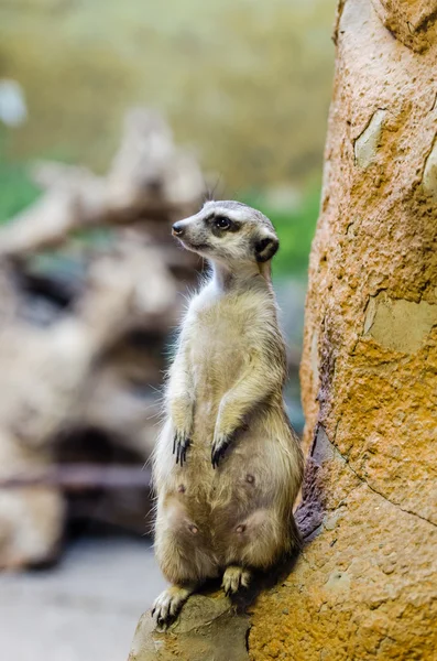 Surykatki w zoo — Zdjęcie stockowe