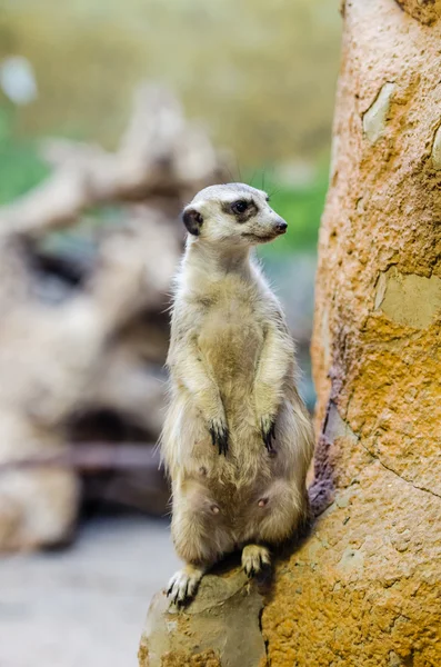 Meerkats at the zoo — Stock Photo, Image