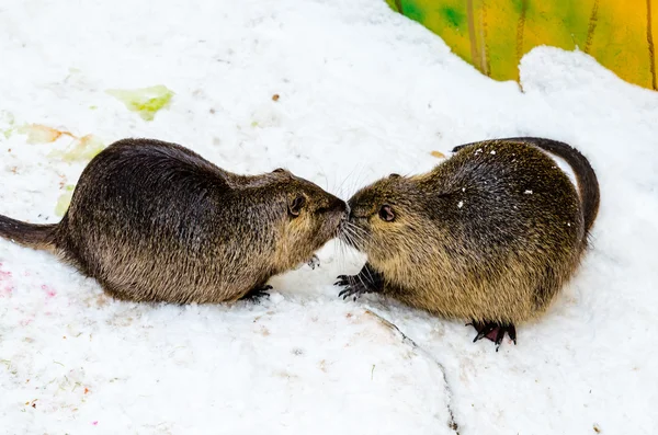 Two nutria in the Moscow zoo — Stock Photo, Image